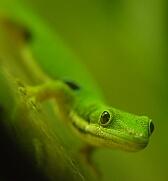 gecko.jpg