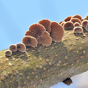 mycelial-materials-pilz-para.jpg