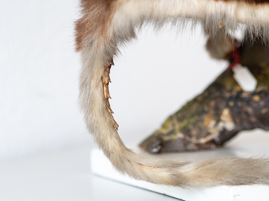 flying-squirrels-scales.jpg