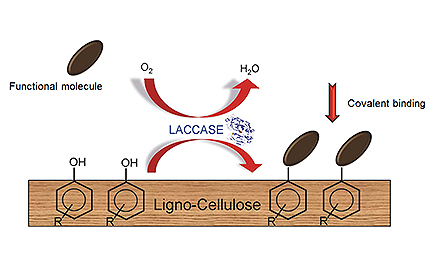 Laccase-Chemie_e.jpg