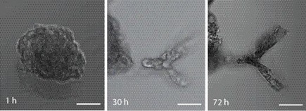 /documents/56164/4988908/Figure+hydrogel/1cc8ecad-e3ab-4a42-bce5-67cdb32f26d7?t=1534314956060