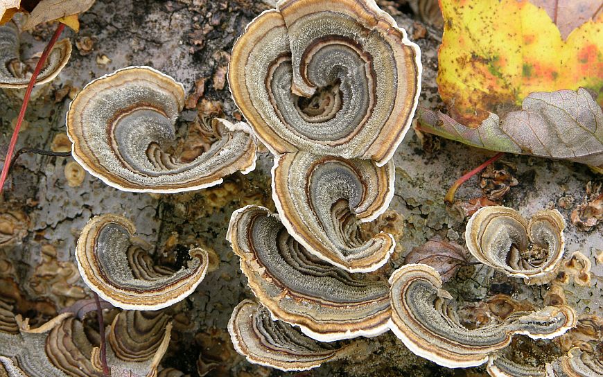 Holz_Antimikrobiell.jpg