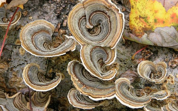 Holz_Antimikrobiell