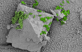 Biofilm_MM.jpg