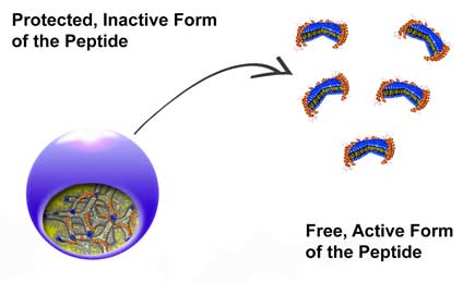 /documents/56164/828442/Peptide+graphic/3d1c9fc0-554c-400f-873a-e0beee0c64c0?t=1476763334260