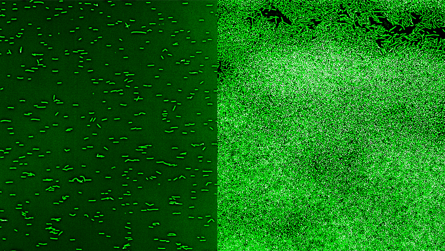 Biofilm+EQ65+combined.png